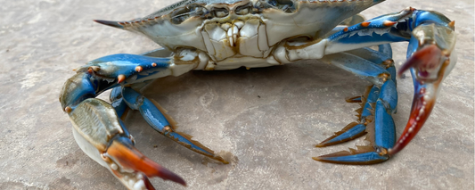 Location Customizable Magnet - Ocean Backgrounds BLUE CRAB