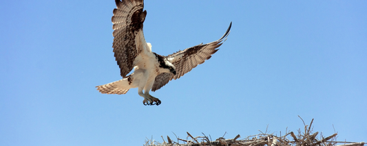 Location Customizable Magnet - Animal Backgrounds OSPREY
