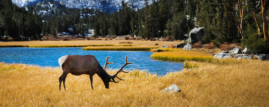 Location Customizable Magnet - Animal Backgrounds ELK BY LAKE
