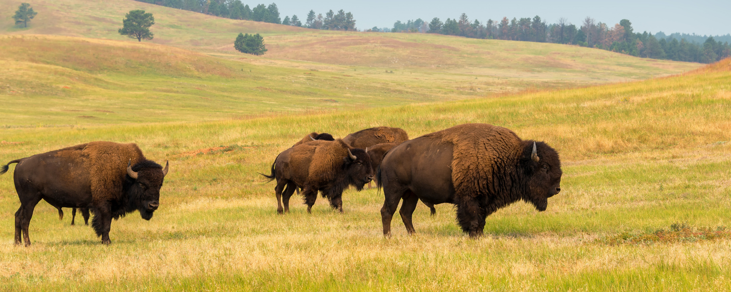 Location Customizable Magnet - Animal Backgrounds BUFFALO