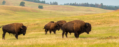 Location Customizable Magnet - Animal Backgrounds BUFFALO