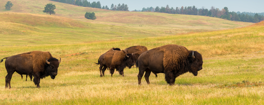 Location Customizable Magnet - Animal Backgrounds BUFFALO