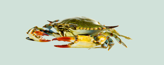 Location Customizable Magnet - Ocean Backgrounds REAL BLUE CRAB