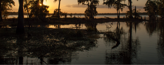 Location Customizable Magnet - Miscellaneous Backgrounds SWAMP SUNSET