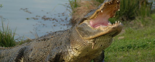 Location Customizable Magnet - Animal Backgrounds REAL ALLIGATOR