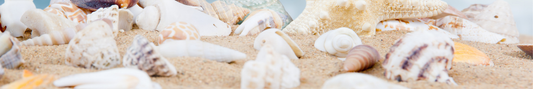 Location Customizable Shelf Sitters - Beach Backgrounds SEASHELLS LIGHT