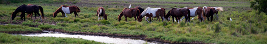 Location Customizable Shelf Sitters - Island Backgrounds WILD HORSES ON ISLAND