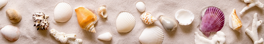 Location Customizable Shelf Sitters - Beach Backgrounds SEASHELLS DARK