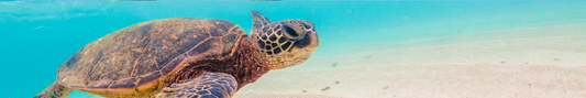 Location Customizable Shelf Sitters - Ocean Backgrounds TURTLE