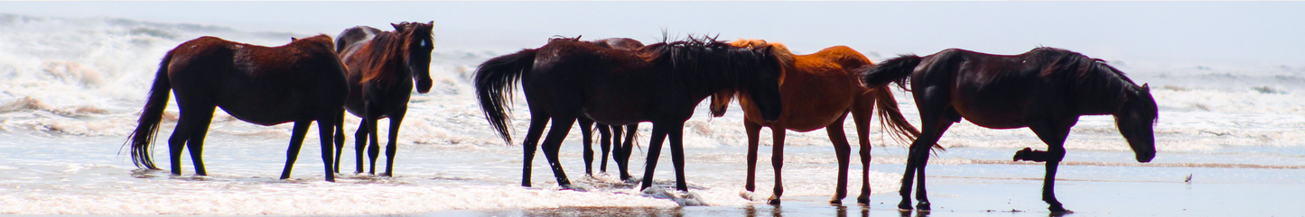 Location Customizable Shelf Sitters - Island Backgrounds OBX WILD HORSES