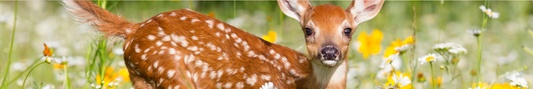Location Customizable Shelf Sitters - Animal Backgrounds BABY DEER