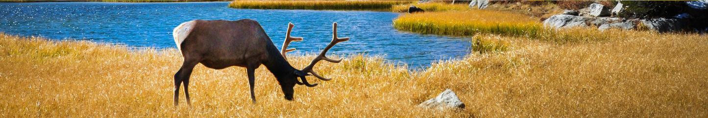 Location Customizable Shelf Sitters - Animal Backgrounds ELK BY LAKE