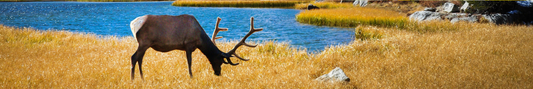 Location Customizable Shelf Sitters - Animal Backgrounds ELK BY LAKE