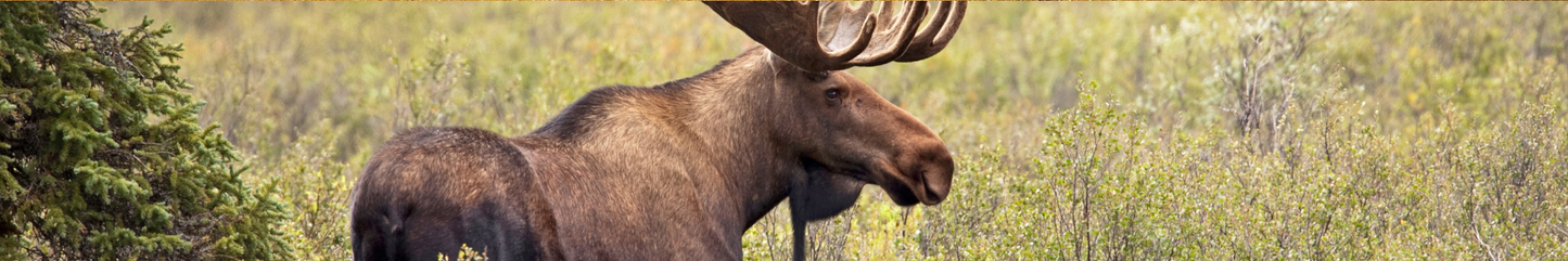 Location Customizable Shelf Sitters - Animal Backgrounds MOOSE