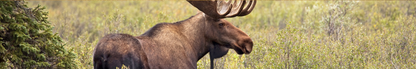 Location Customizable Shelf Sitters - Animal Backgrounds MOOSE