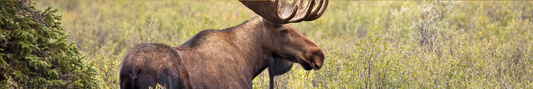 Location Customizable Shelf Sitters - Animal Backgrounds MOOSE