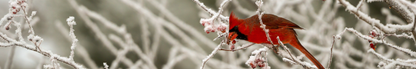 Location Customizable Shelf Sitters - Christmas Backgrounds CARDINAL IN SNOW