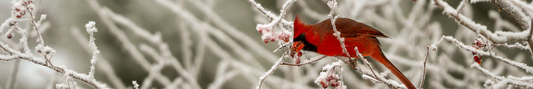 Location Customizable Shelf Sitters - Christmas Backgrounds CARDINAL IN SNOW