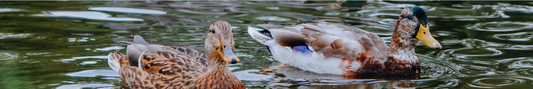 Location Customizable Shelf Sitters - Animal Backgrounds DUCKS