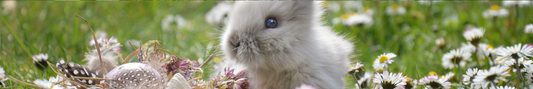 Location Customizable Shelf Sitters - Animal Backgrounds BUNNY