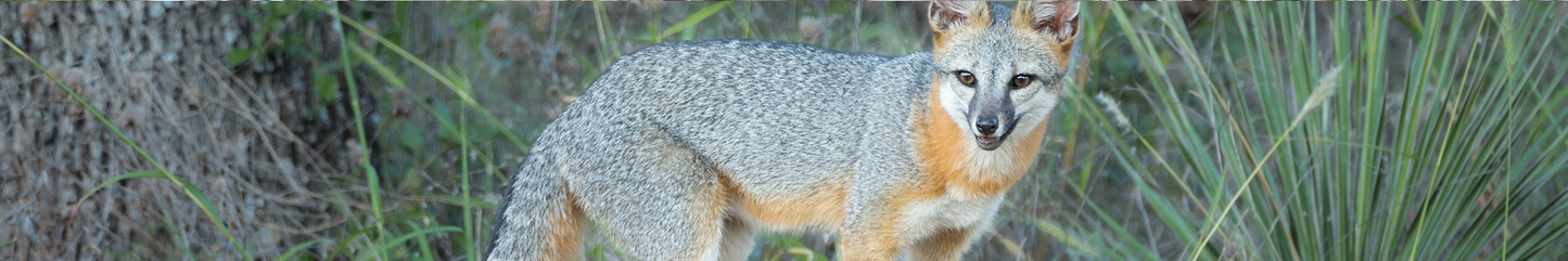 Location Customizable Shelf Sitters - Animal Backgrounds GRAY FOX