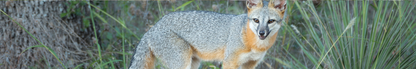 Location Customizable Shelf Sitters - Animal Backgrounds GRAY FOX
