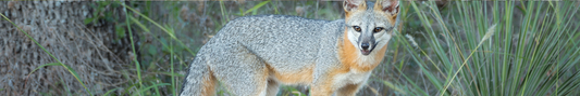 Location Customizable Shelf Sitters - Animal Backgrounds GRAY FOX