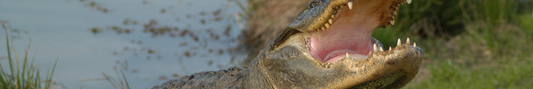 Location Customizable Shelf Sitters - Animal Backgrounds ALLIGATOR