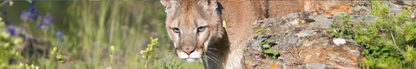 Location Customizable Shelf Sitters - Animal Backgrounds MOUNTAIN LION