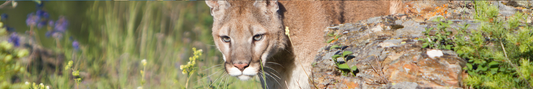 Location Customizable Shelf Sitters - Animal Backgrounds MOUNTAIN LION