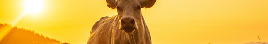 Location Customizable Shelf Sitters - Animal Backgrounds COW IN FIELD