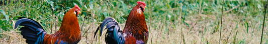 Location Customizable Shelf Sitters - Animal Backgrounds CHICKENS