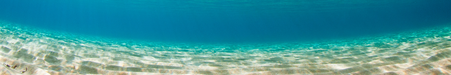 Location Customizable Shelf Sitters - Ocean Backgrounds UNDERWATER