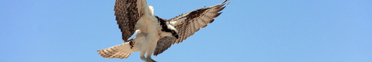 Location Customizable Shelf Sitters - Animal Backgrounds OSPREY