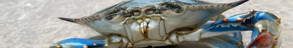 Location Customizable Shelf Sitters - Ocean Backgrounds BLUE CRAB