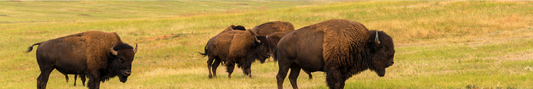 Location Customizable Shelf Sitters - Animal Backgrounds BUFFALO